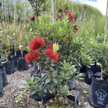 Pōhutukawa sapling in a black pot, bursting with vibrant red flowers, surrounded by other potted plants in a nursery setting. 'Hyper Bag 25L' printed on the pot.