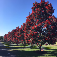Row of vibrant red Pohutukawa trees in full bloom lines a green park under a clear blue sky. A paved path runs alongside the trees.