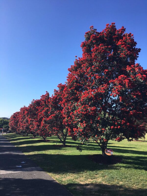 <i>Metrosideros excelsa</i> 'Vibrance' - Image 3