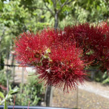 Close-up of vibrant red pohutukawa flowers in bloom, showcasing their unique stamen structure and bright color. Lush green foliage and a blurred garden backdrop enhance the focus on the blossoms.