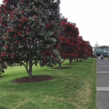 Row of vibrant red Pohutukawa trees in full bloom line a green lawn near a modern building. The iconic New Zealand Christmas trees add a festive touch to the landscape.