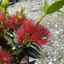 Crimson pohutukawa blooms with needle-like stamens and glossy leaves, covered in water droplets. Gravel background. A vibrant New Zealand Christmas flower.