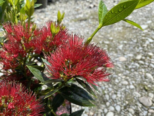 <i>Metrosideros excelsa</i> x <i>umbellata</i> 'Maungapiko' - Image 2