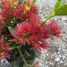 Close-up of a vibrant Pohutukawa tree in bloom, showcasing its iconic crimson red flowers with delicate water droplets clinging to the needle-like stamens and glossy green leaves, set against a blurred pebble background.