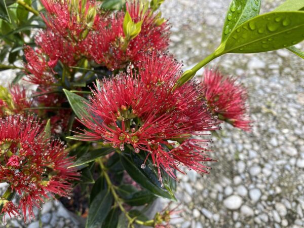 <i>Metrosideros excelsa</i> x <i>umbellata</i> 'Maungapiko' - Image 3