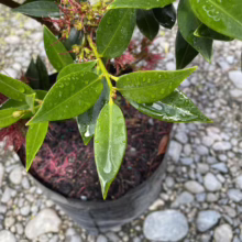 Close-up of a potted Powderpuff plant with glossy green leaves and vibrant red stamens, showcasing its unique texture and color against a backdrop of gray stones.