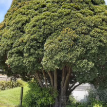 A lush, rounded pohutukawa tree dominates a suburban garden, its dense green canopy contrasting with the bright blue sky. A weathered fence surrounds the tree's multi-trunk base, adding a touch of rustic charm.