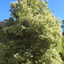 A lush variegated pittosporum shrub, its leaves a mix of green and creamy white, stands against a bright blue sky, adding a touch of elegance to the garden landscape.