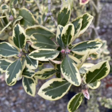 Variegated Pittosporum 'Marjorie Channon' shrub with green and cream-colored leaves. Close-up of the plant's foliage, showcasing its unique color pattern and texture, ideal for garden design inspiration.