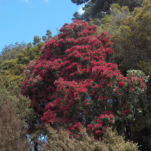 A vibrant pōhutukawa tree bursts with crimson blooms against a bright blue sky. Lush green foliage surrounds the tree, creating a stunning display of color in this New Zealand landscape.