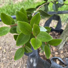 Close-up of glossy green leaves on a young tree in a black grow bag, showcasing healthy foliage and red stems.