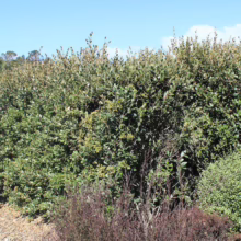 Dense green Griselinia littoralis hedge, neatly trimmed and thriving in a garden setting. The hedge provides a lush backdrop, with a variety of shrubs and mulch in the foreground.