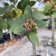 Close-up of a 'brush cherry' tree branch showing clusters of red flower buds surrounded by glossy green leaves. The tree is in a nursery setting with other potted plants visible in the background.