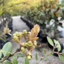 Close-up of a clove tree branch with budding flower clusters and fresh, tan-colored leaves. Rows of young trees in black pots line a garden path in the background.