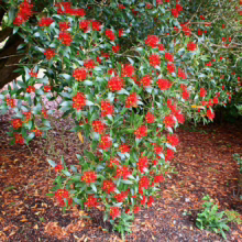 Brilliant red pohutukawa blooms burst from a tree in a lush garden setting, covering the ground in fallen leaves. The scene evokes a sense of natural beauty and vibrant color.
