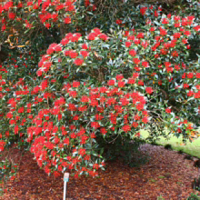 Lush pohutukawa tree explodes with vibrant red blooms against glossy green leaves. Mulch-covered ground and a hint of lawn add depth to this botanical garden scene.