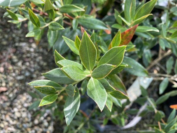 <i>Metrosideros umbellata</i> - Image 4