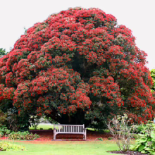 A vibrant pohutukawa tree bursts with red blossoms, shading a white bench in a lush green garden. The tree's dense canopy creates a stunning focal point.