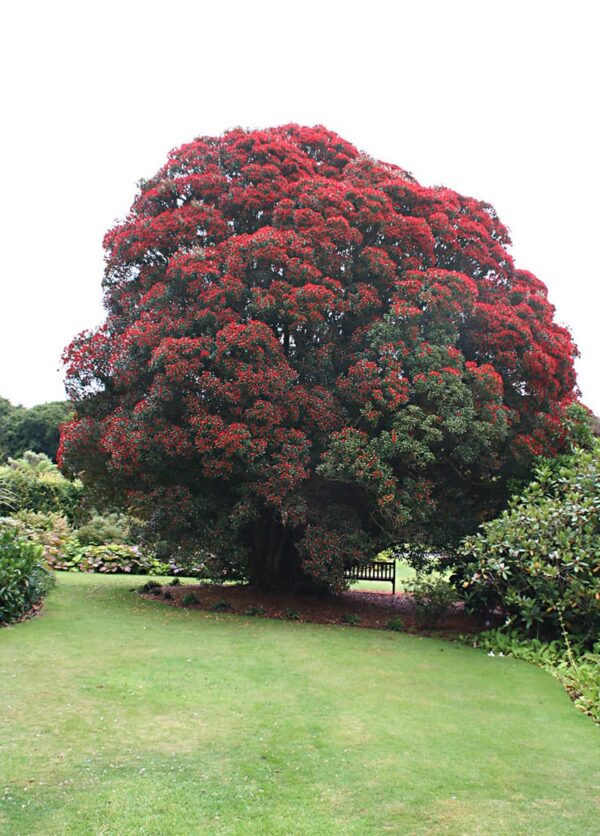 <i>Metrosideros umbellata</i>