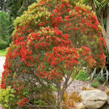 A vibrant Pohutukawa tree bursts with bright red blooms against lush green foliage, a stunning display of New Zealand's native flora. The tree stands beside a tranquil pond in a garden setting.