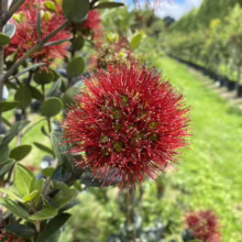 Close-up of a vibrant red Pōhutukawa flower in full bloom, surrounded by glossy green leaves on a tree branch in a plant nursery.