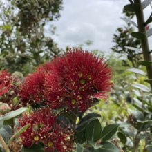 Crimson Pohutukawa blooms burst forth, their spiky red stamens creating a vibrant display. Lush green leaves surround the flowers, with a blurred garden backdrop under a cloudy sky.