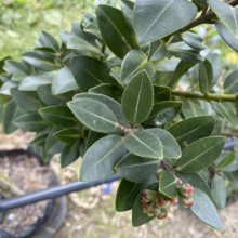 Close-up of a Ficus microcarpa 'Green Gem' plant, showcasing its glossy, deep green leaves and small red buds. The plant, potted in a black container, is set against a blurred green background.