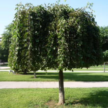 A weeping mulberry tree stands gracefully on a sunny lawn, its cascading branches creating a dense, umbrella-like canopy. A paved path and other trees are visible in the background.