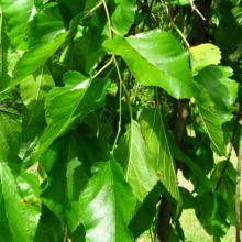 Lush green mulberry leaves hang from a tree branch, showcasing their vibrant color and textured edges. Sunlight highlights the leaf veins, creating a natural, refreshing scene.