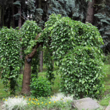 Unusual weeping trees with dense green foliage stand in a park setting, contrasting with the taller, darker evergreens in the background. Yellow and white flowers dot the grassy foreground.