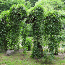 Unique weeping tree with cascading green foliage, creating a natural canopy. Lush garden setting with a serene, whimsical atmosphere.