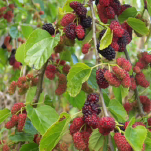 Close-up of a mulberry tree branch laden with ripe and unripe mulberries, showcasing the transition from red to deep purple against a backdrop of vibrant green leaves.