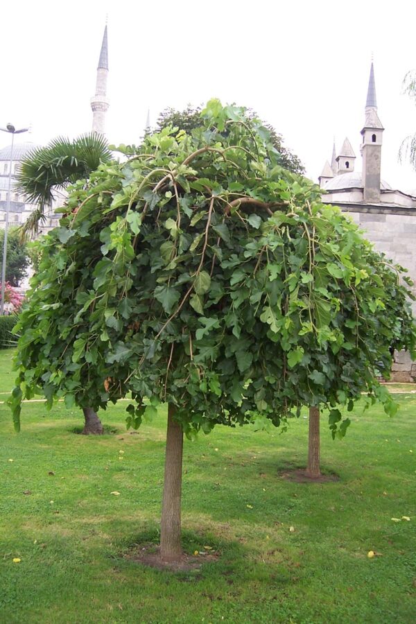 <i>Morus alba</i> 'Pendula'