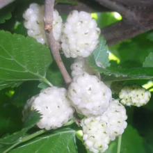 Close-up of ripe white mulberries hanging on a branch amidst green leaves. The berries are clustered together, showcasing their unique, bumpy texture.