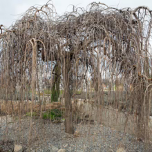 Weeping mulberry tree with bare branches in winter, cascading down like a curtain. Gravel ground cover surrounds the base of the tree in a park setting.