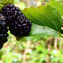 Close-up of ripe, dark purple mulberries on a branch with green leaves. One unripe red mulberry adds a pop of color. Fresh, natural, and ready to eat.