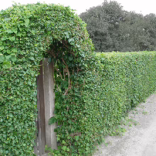 Lush green hedge with an arched opening creates a natural doorway. The dense foliage forms a privacy screen along a gravel path, with taller trees visible in the background.