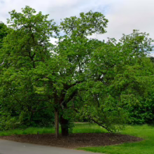Lush green tree with a unique, twisting trunk stands prominently in a park setting. The tree's full canopy provides ample shade, contrasting with the bright green grass and pathway.