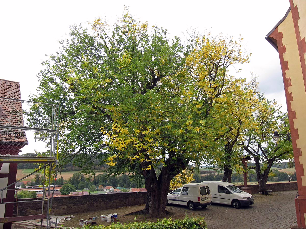 Large Morus nigra tree with green and yellow leaves, providing shade near two white vans and a stone wall