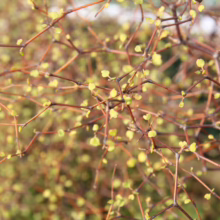 Close-up of a coral bark maple (Acer palmatum 'Sango-kaku') in early spring. The thin, reddish-brown branches are covered with tiny, newly emerging green leaves, creating a delicate, airy texture.