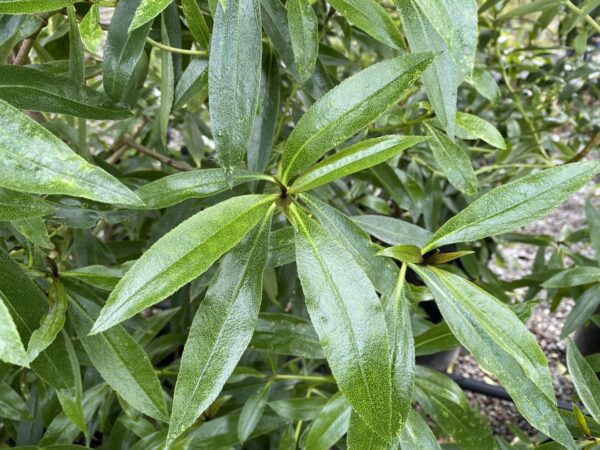 <i>Myoporum laetum</i> - Image 2