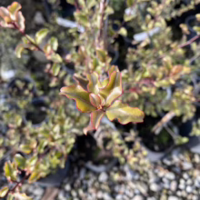 Close-up of a variegated holly bush with green and red-tinged leaves in a nursery setting. The plant is in a small pot, surrounded by other similar plants and gravel.