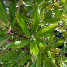Lush green leaves of a native Hawaiian plant, possibly a ʻōhiʻa lehua, with light green flower buds visible. The leaves are long and slightly glossy, showcasing the plant's vibrant greenery.