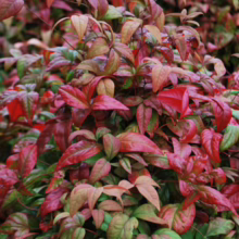 Red and green foliage of a Nandina shrub, showcasing vibrant autumn colors.