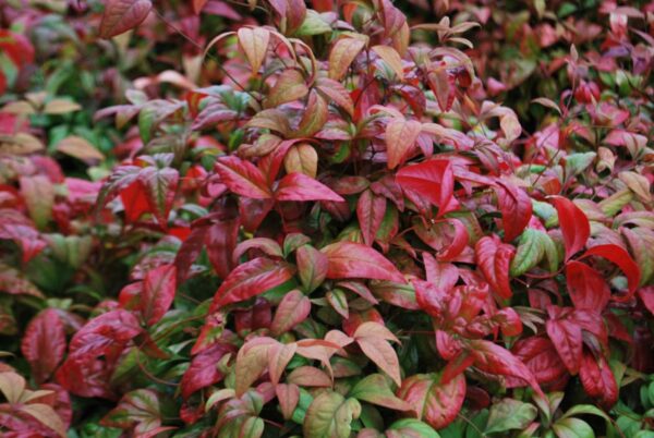 <i>Nandina domestica</i> 'Fire Power' - Image 2