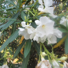 Close-up of a white Oleander bush in full bloom. The delicate petals and lush green leaves create a serene and inviting scene.