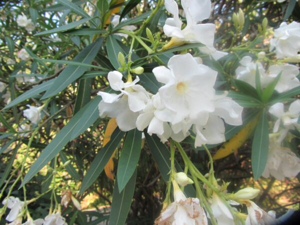 <i>Nerium oleander</i> 'Madonna' - Image 2