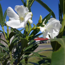 Close-up of white Oleander flowers in full bloom against a bright blue sky. Green leaves and stems frame the blossoms, with a glimpse of a residential neighborhood in the background.
