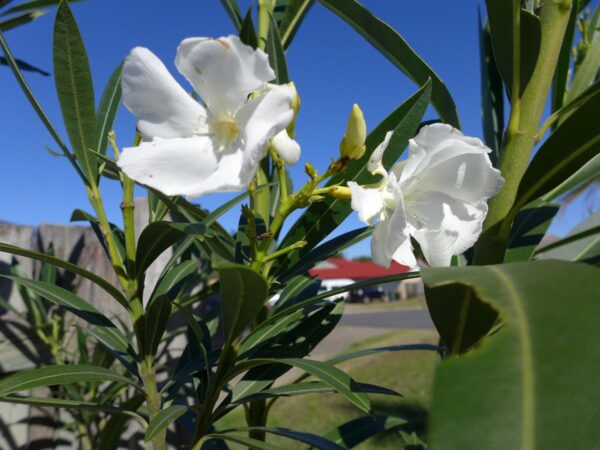 <i>Nerium oleander</i> 'Madonna' - Image 3