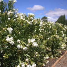 Lush white oleander shrubs line a gravel pathway, creating a vibrant and fragrant hedge. Tall, slender cypress trees stand in the background under a blue sky with scattered clouds.